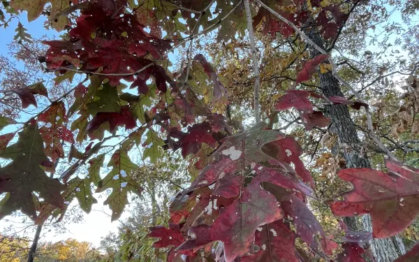 Foglie che cambiano in un parco statale