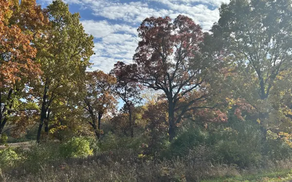 Fogliame autunnale in un parco statale