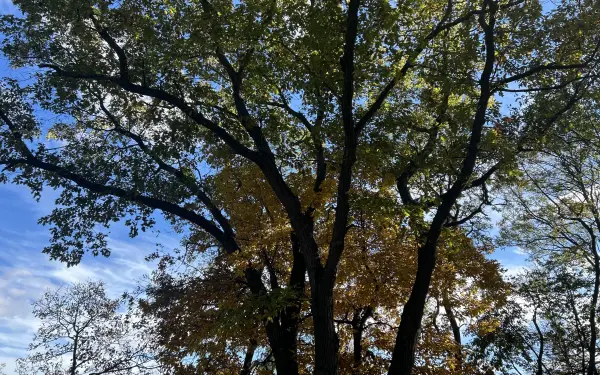 Alberi in un parco statale in IL