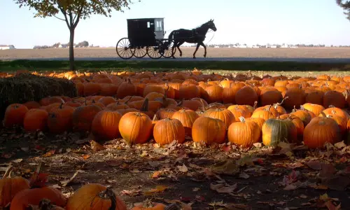 Campo di zucche con cavallo e carrozza sullo sfondo
