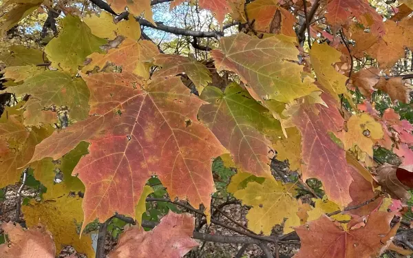 Foglie che cambiano in un parco statale