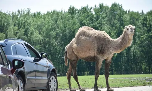 Un'auto e un cammello