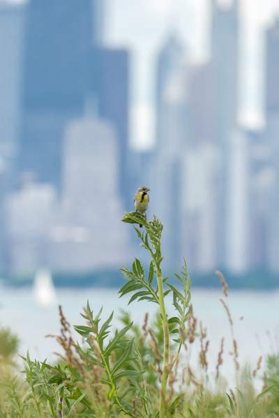 Un uccello su una pianta con edifici sullo sfondo lontano