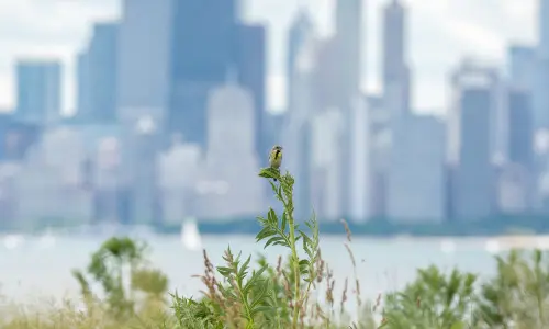 Un uccello su una pianta con edifici sullo sfondo lontano
