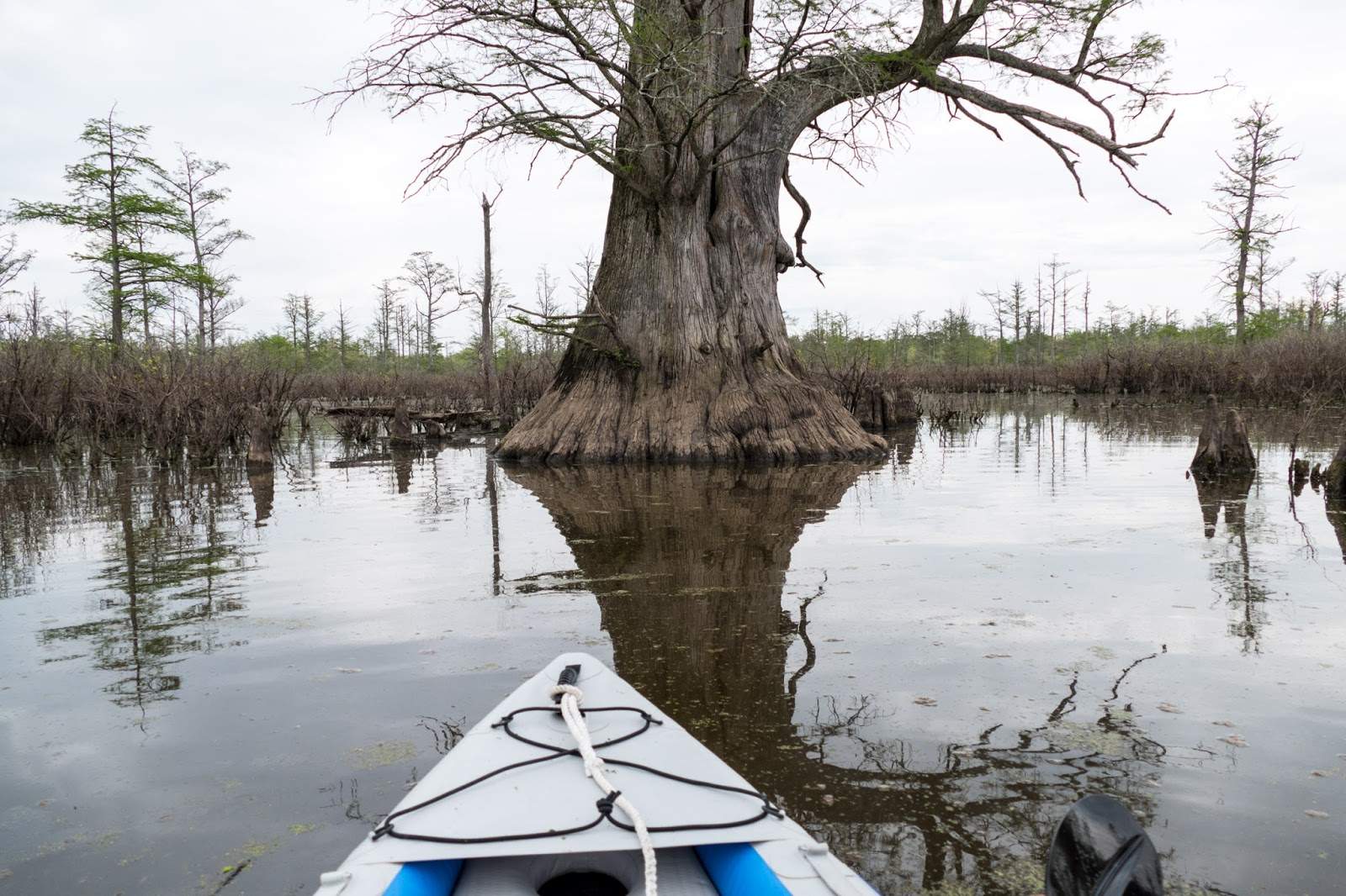 La parte anteriore di una canoa che si avvicina a un albero nelle zone umide del fiume Cache