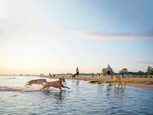 Cani che corrono nelle acque basse di una spiaggia lacustre al mattino presto