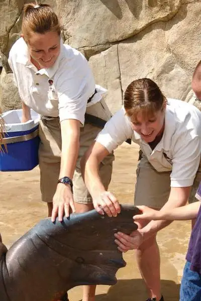 Una famiglia incontra un tricheco allo zoo di Brookfield, Illinois