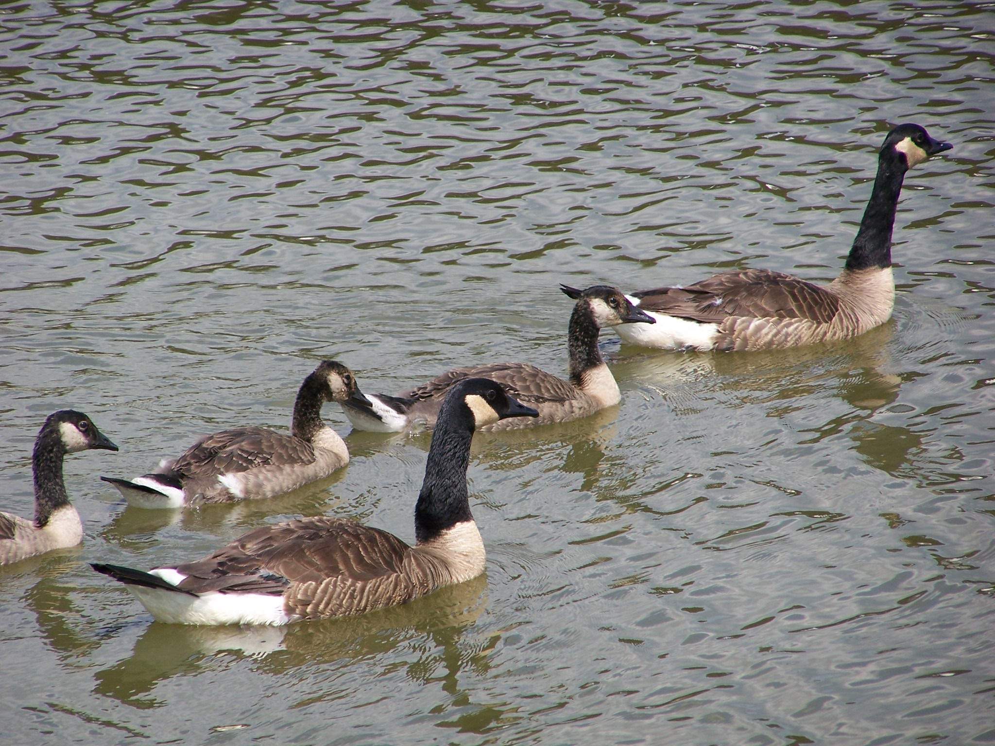 Un gruppo di oche nell'acqua del Cache River Wetlands