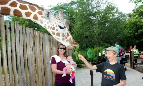 Una giraffa che mangia una foglia dalla mano di un ragazzo