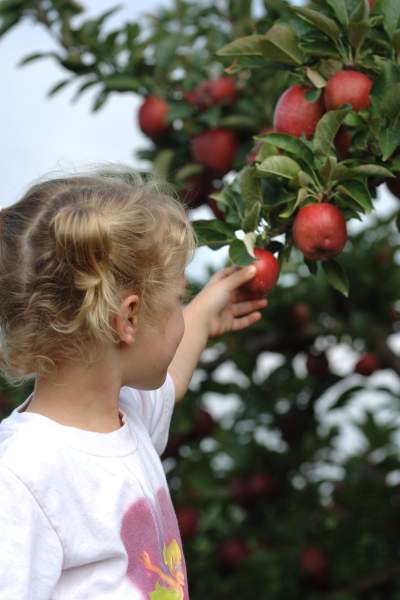 Bambina che raccoglie le mele.