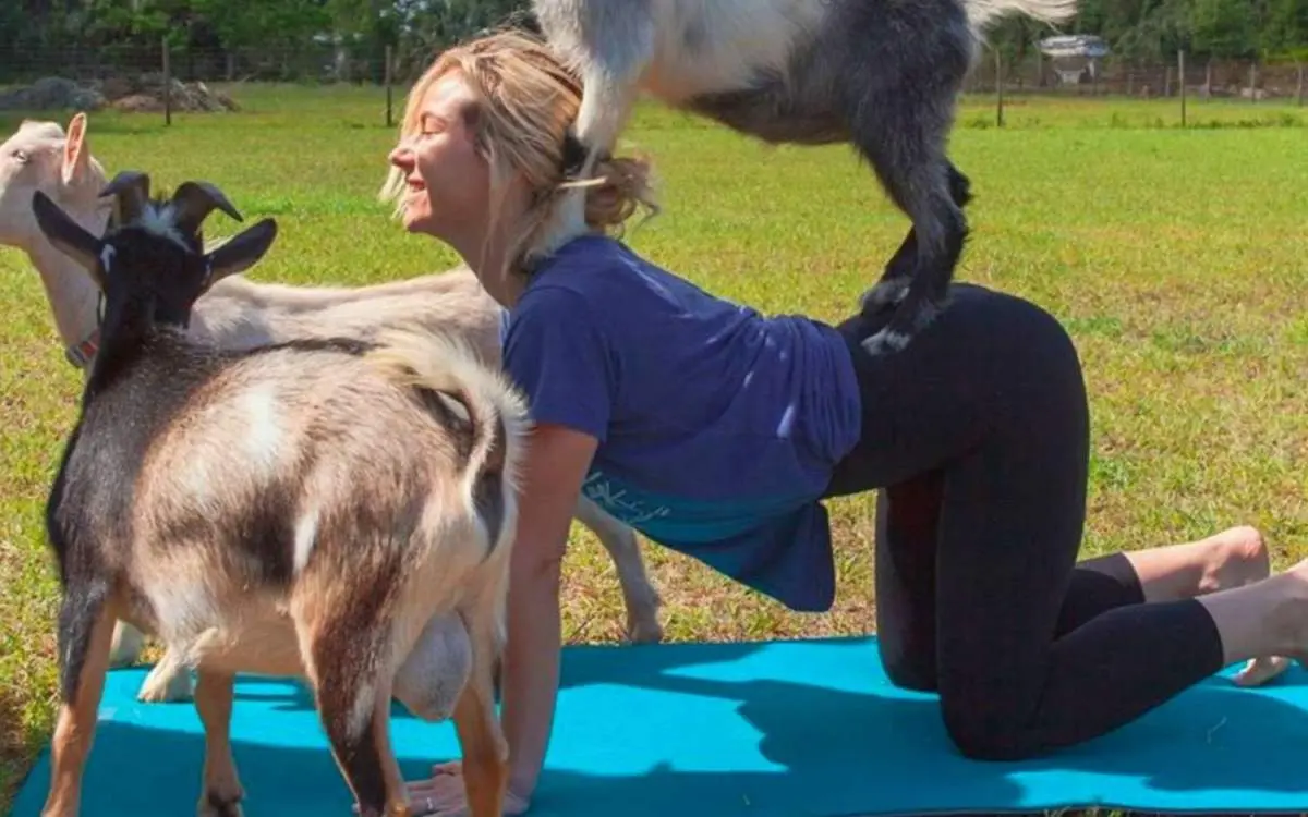 Una donna che esegue una posizione yoga con una capra in piedi sulla schiena