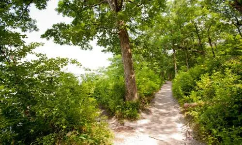 Un sentiero tra gli alberi