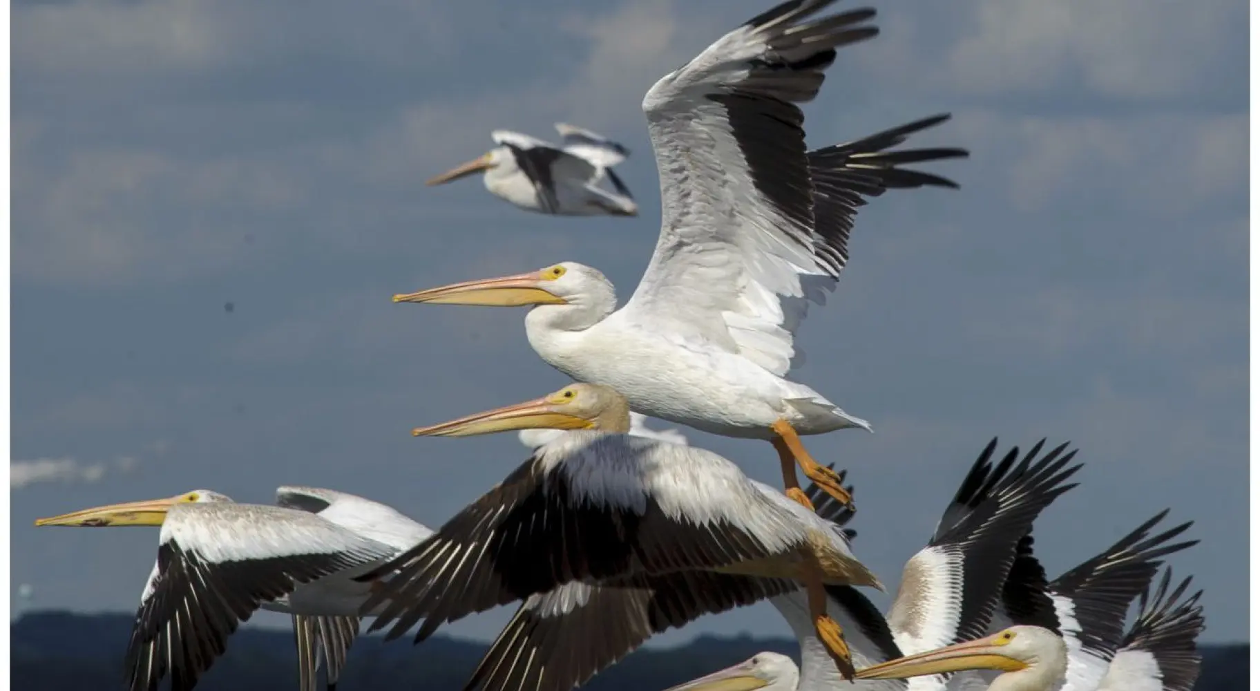 I pellicani in volo