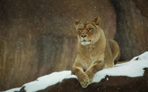 Una femmina di leone sdraiata su una roccia mentre nevica 