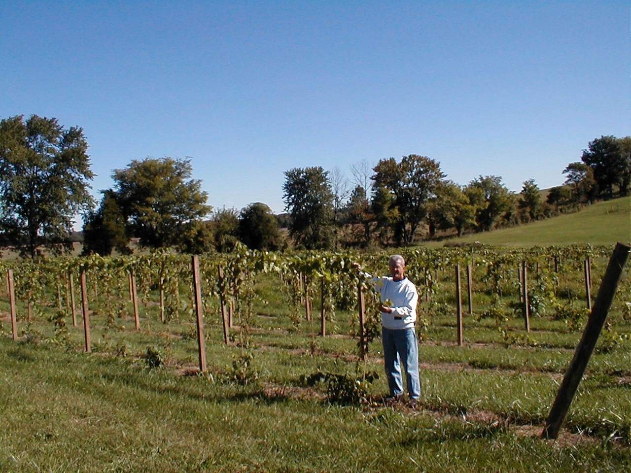 Una persona si trova accanto alle vigne del Cache River Basin Vineyard & Winery