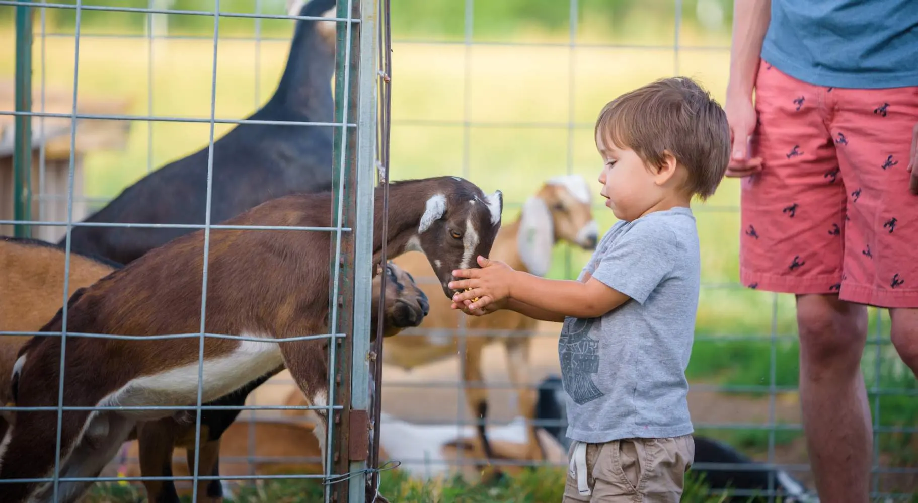 Bambino che accarezza una capretta alla Prairie Fruits Farm and Creamery.