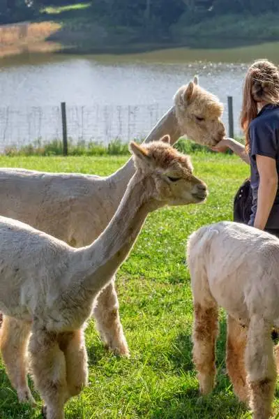 Alpaca di fronte al lago del Rolling Oak Alpaca Ranch.