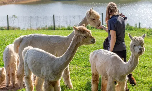 Alpaca di fronte al lago al Rolling Oak Alpaca Ranch.