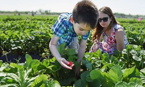 Un bambino che raccoglie una fragola in un campo