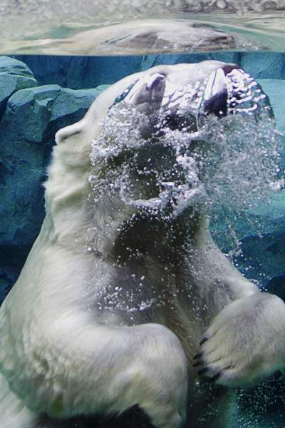 Orso polare in acqua