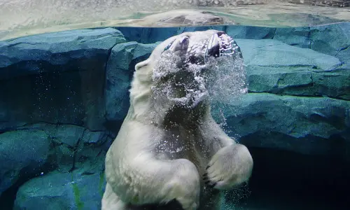 Orso polare in acqua