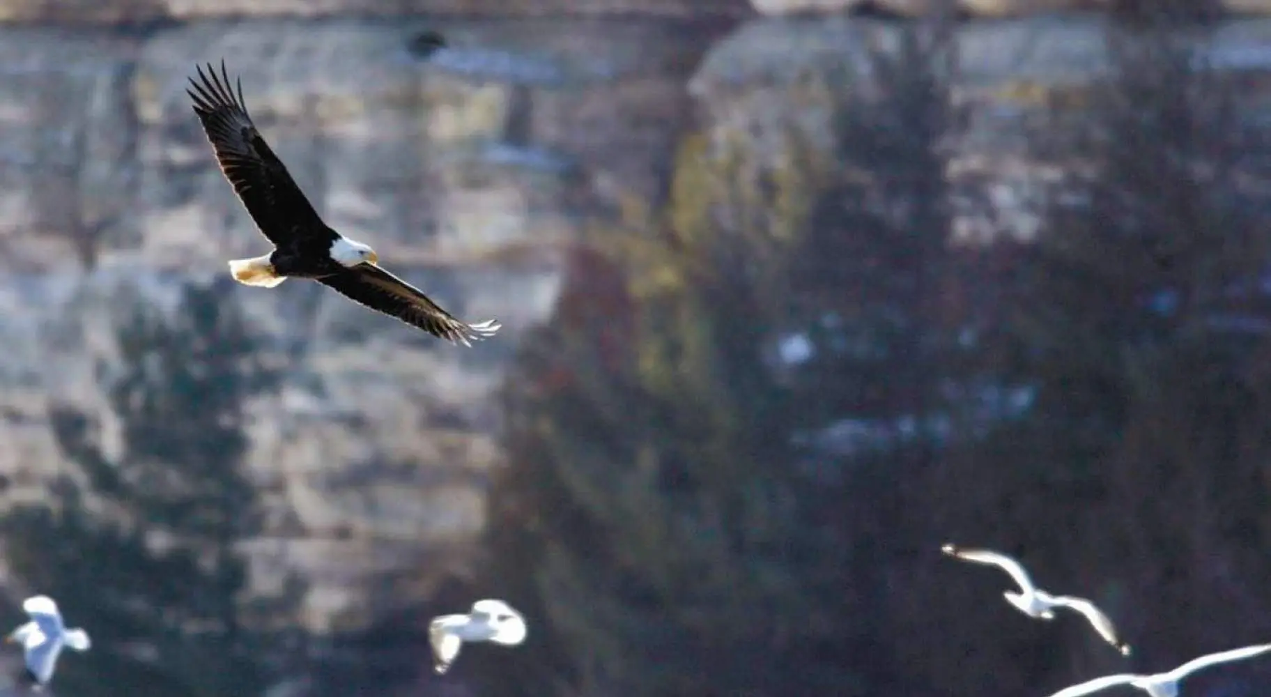 Un'aquila calva vola con i gabbiani sullo sfondo