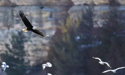 Un'aquila calva vola con i gabbiani sullo sfondo
