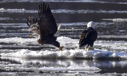 Due aquile calve sul ghiaccio che galleggiano in un fiume