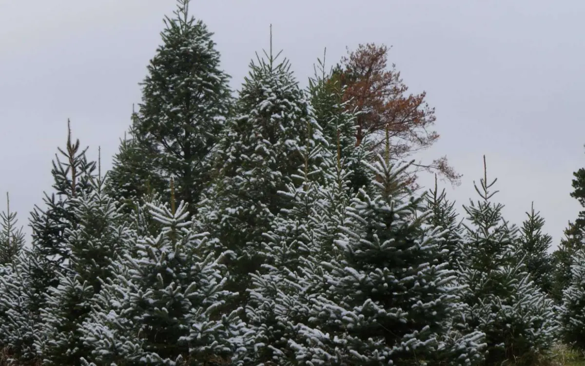 La fattoria degli alberi di Natale di Bill's Friendly