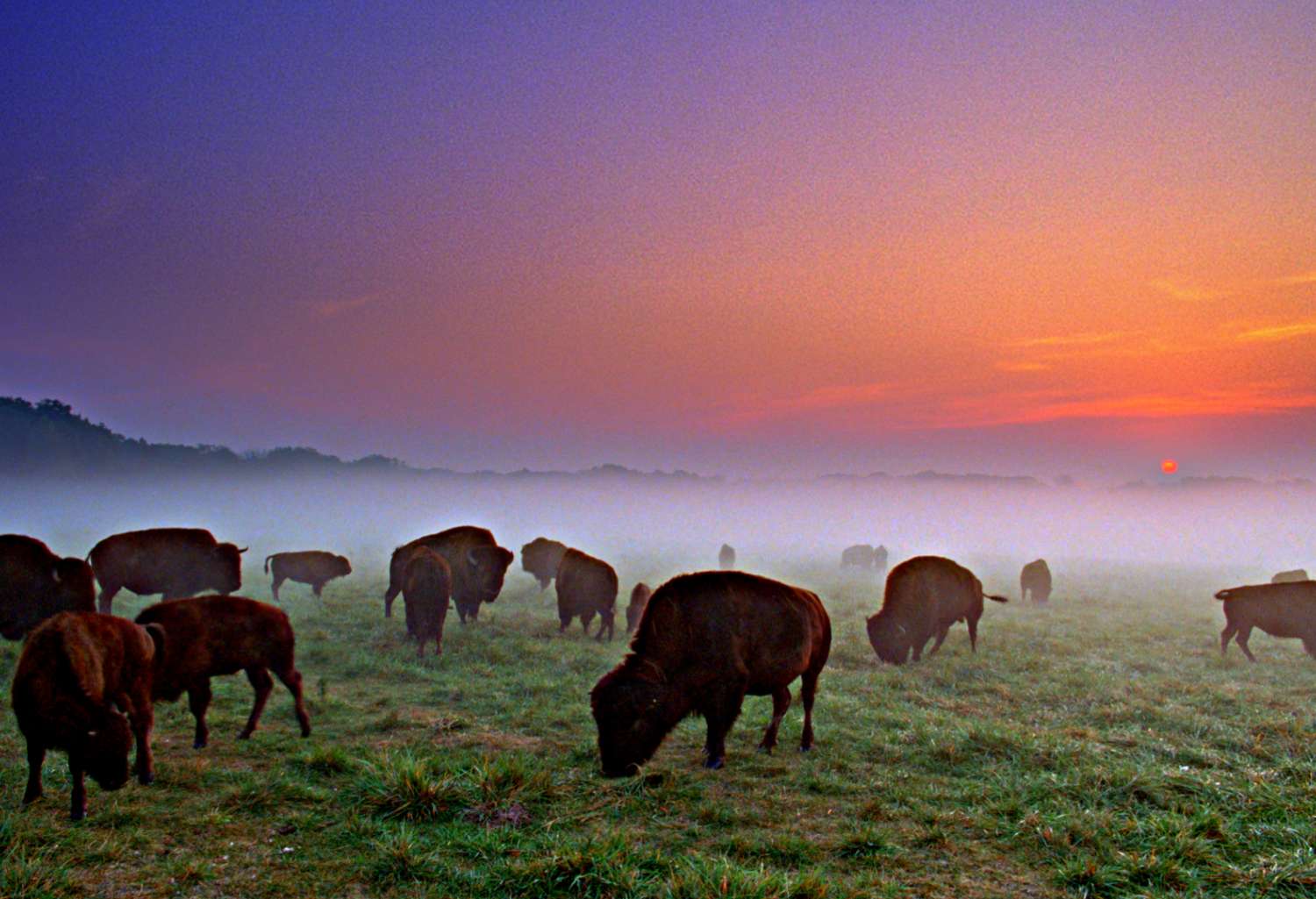 Bufali al pascolo al tramonto nel Wildlife Prairie Park