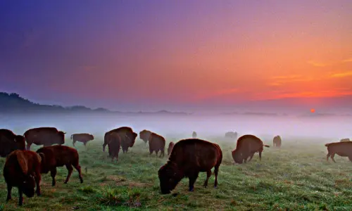 Bufali al pascolo al tramonto nel Wildlife Prairie Park