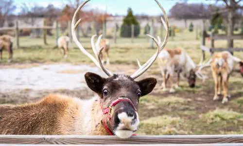 Hardys Reindeer Ranch