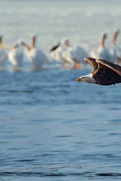 aquila calva in volo