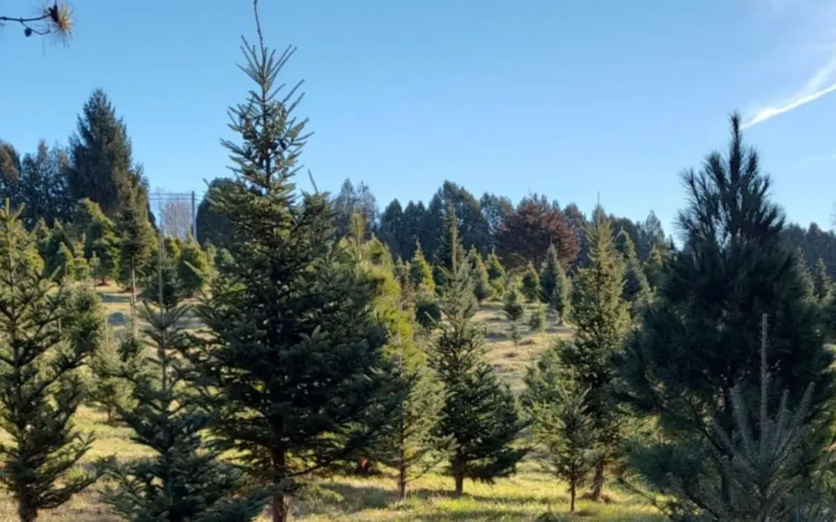 Fattoria degli alberi di Natale di Ochs