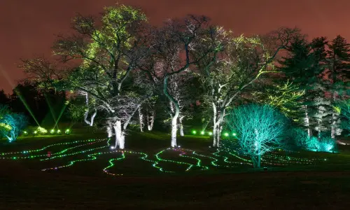 Luci su erba e alberi
