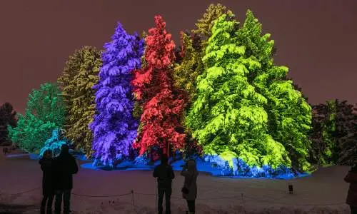 Alberi illuminati con luci colorate