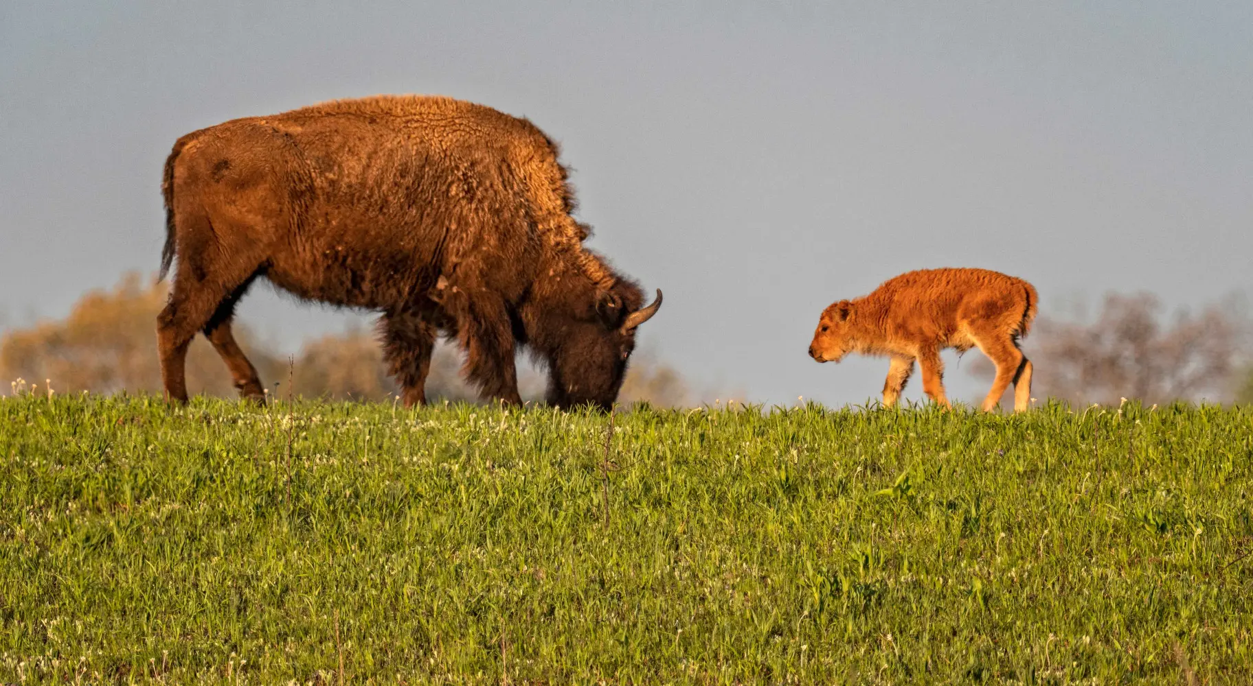 Bisonte adulto e bambino mangiano erba insieme