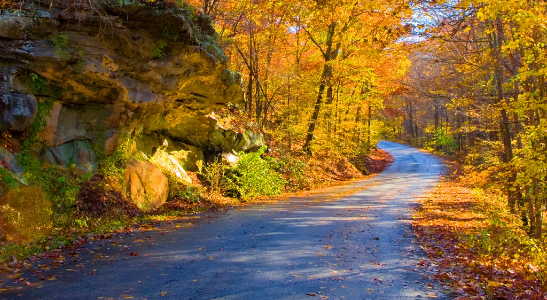 Una strada con alberi