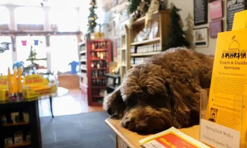 All'interno di un negozio con un cane
