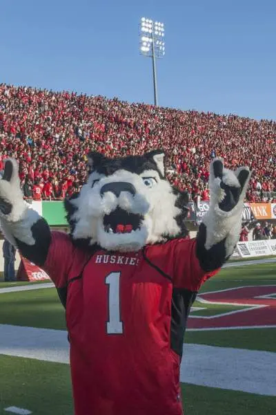 Il cane mascotte degli Huskies dell'Università dell'Illinois, durante una partita di calcio molto partecipata